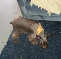 Brownie, a female Miniature Schnauzer for sale in Henagar, AL – Photo 2 of 3