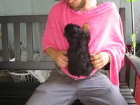 Moo Moo Female, a female Shihpoo for sale in Henagar, AL – 3 of 5