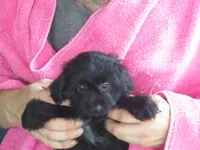 Moo Moo Female, a female Shihpoo for sale in Henagar, AL – 5 of 5