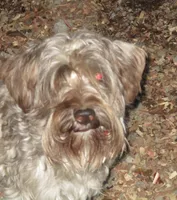 Fred, a male Miniature Schnauzer for sale in Henagar, AL – Photo 2 of 2