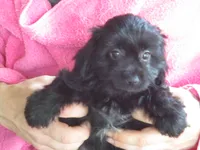 Moo Moo Female, a female Shihpoo for sale in Henagar, AL – 4 of 5