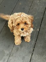 L Mop M, a male Shihpoo for sale in Henagar, AL – 2 of 2