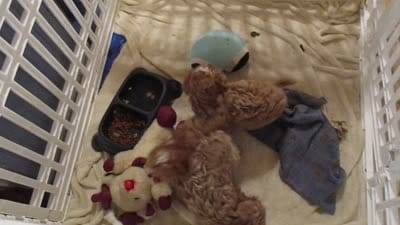 Moo Moo Boy, a male Shihpoo for sale in Henagar, AL – 3 of 7