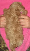 Cora F Cream, a female Shihpoo for sale in Henagar, AL – Photo 2 of 2