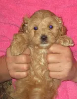 Cora F Cream, a female Shihpoo for sale in Henagar, AL – Photo 1 of 2