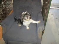 Moo Moo Boy, a male Shihpoo for sale in Henagar, AL – 5 of 7