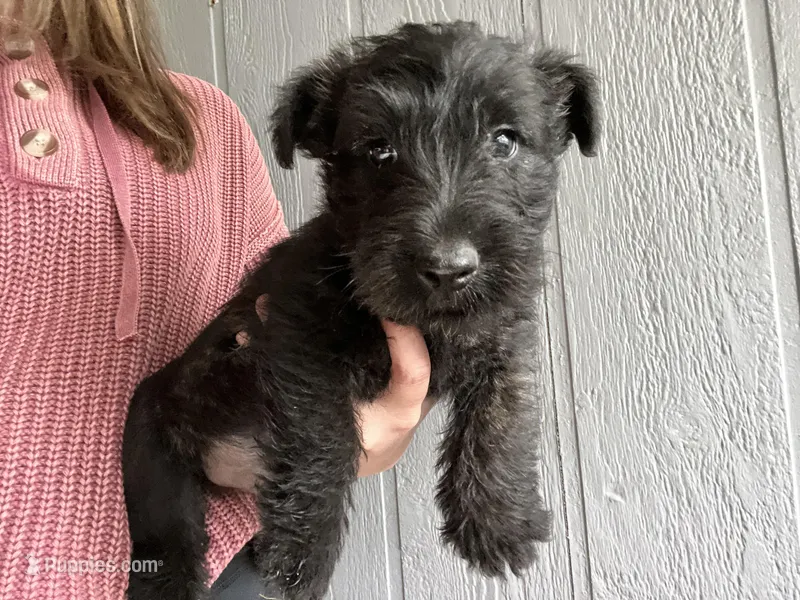 Lady – Scottish Terrier puppy for sale in Henagar, AL