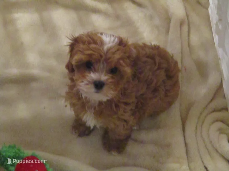 L Mop Female – Shihpoo puppy for sale in Henagar, AL