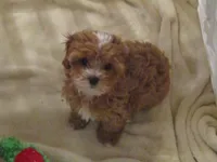 L Mop Female, a female Shihpoo for sale in Henagar, AL – 1 of 6