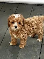 L Mop Female, a female Shihpoo for sale in Henagar, AL – 6 of 7