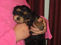 Cora F Black/Tan, a female Shihpoo for sale in Henagar, AL – Photo 1 of 3