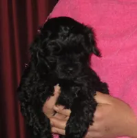 Cora F Black, a female Shihpoo for sale in Henagar, AL – Photo 1 of 6