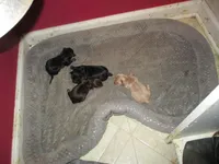 Cora F Black, a female Shihpoo for sale in Henagar, AL – Photo 5 of 6