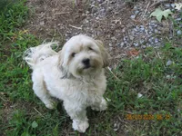 Cora F Black, a female Shihpoo for sale in Henagar, AL – Photo 3 of 6