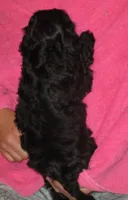 Cora F Black, a female Shihpoo for sale in Henagar, AL – Photo 2 of 6