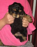 Cora F Black/tan, a female Shihpoo for sale in Henagar, AL – Photo 2 of 7