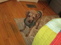 Cora F Black, a female Shihpoo for sale in Henagar, AL – Photo 4 of 6