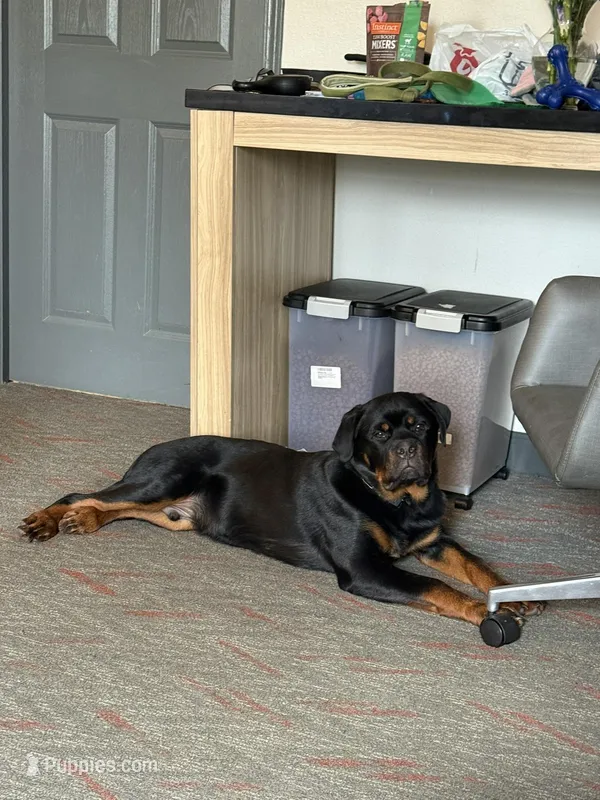 Zeus – Rottweiler puppy for sale in Earth City, MO