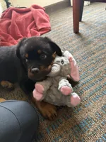 Zeus, a male Rottweiler for sale in Earth City, MO – Photo 1 of 2