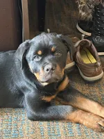 Zeus, a male Rottweiler for sale in Earth City, MO – Photo 2 of 2