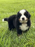 Clyde, a male Bernese Mountain Dog for sale in Liberty Center, IN – 5 of 10