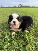 Cooper, a male Bernese Mountain Dog for sale in Liberty Center, IN – 3 of 10