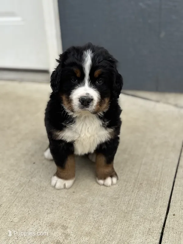 Beau – Bernese Mountain Dog puppy for sale in Liberty Center, IN