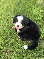 Clyde, a male Bernese Mountain Dog for sale in Liberty Center, IN – 7 of 10