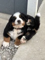 Clyde, a male Bernese Mountain Dog for sale in Liberty Center, IN – 2 of 10