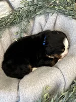 Atlas, a male Bernese Mountain Dog for sale in Liberty Center, IN – Photo 2 of 10