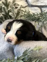 Atlas, a male Bernese Mountain Dog for sale in Liberty Center, IN – Photo 4 of 10