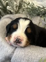 Atlas, a male Bernese Mountain Dog for sale in Liberty Center, IN – Photo 10 of 10