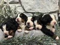 Atlas, a male Bernese Mountain Dog for sale in Liberty Center, IN – Photo 5 of 10
