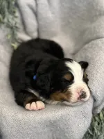 Atlas, a male Bernese Mountain Dog for sale in Liberty Center, IN – Photo 7 of 10