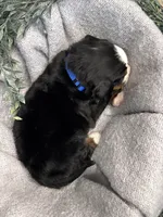 Atlas, a male Bernese Mountain Dog for sale in Liberty Center, IN – Photo 3 of 10
