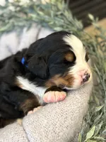 Atlas, a male Bernese Mountain Dog for sale in Liberty Center, IN – Photo 6 of 10
