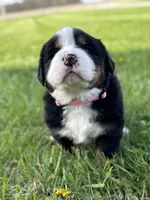 Bristol, a female Bernese Mountain Dog for sale in Liberty Center, IN – Photo 2 of 10
