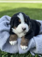 Bristol, a female Bernese Mountain Dog for sale in Liberty Center, IN – Photo 7 of 10