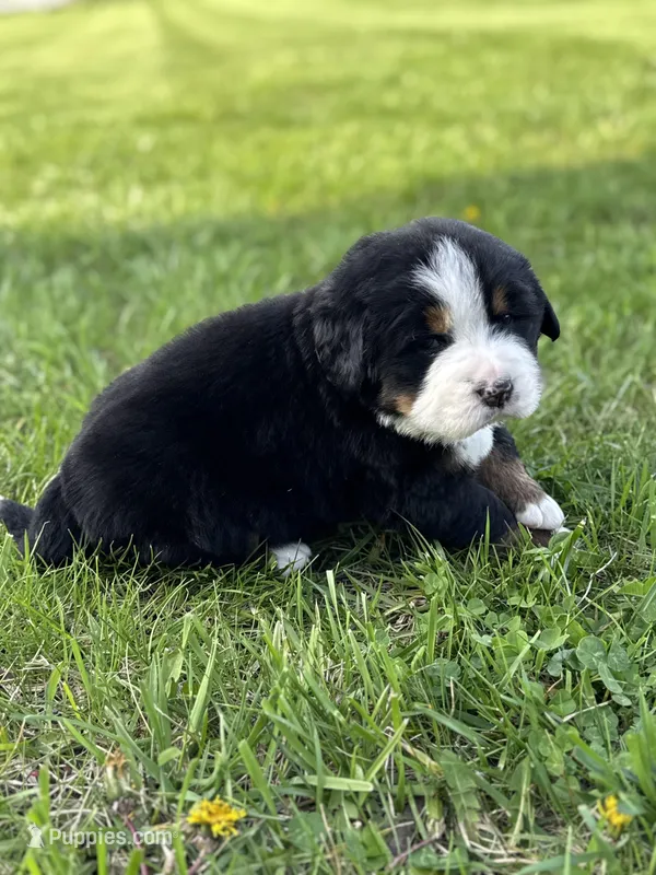 Bristol – Bernese Mountain Dog puppy for sale in Liberty Center, IN