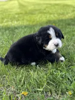 Bristol, a female Bernese Mountain Dog for sale in Liberty Center, IN – Photo 4 of 10