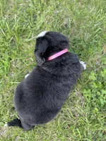 Bristol, a female Bernese Mountain Dog for sale in Liberty Center, IN – Photo 8 of 10