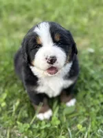 Bristol, a female Bernese Mountain Dog for sale in Liberty Center, IN – Photo 1 of 10