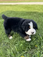 Bristol, a female Bernese Mountain Dog for sale in Liberty Center, IN – Photo 3 of 10
