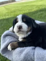 Bristol, a female Bernese Mountain Dog for sale in Liberty Center, IN – Photo 6 of 10