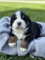 Bristol, a female Bernese Mountain Dog for sale in Liberty Center, IN – Photo 5 of 10