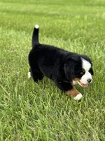 Cupcake, a female Bernese Mountain Dog for sale in Liberty Center, IN – 6 of 10