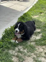 Beau, a male Bernese Mountain Dog for sale in Liberty Center, IN – 4 of 10