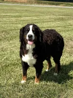 Clyde, a male Bernese Mountain Dog for sale in Liberty Center, IN – 10 of 10
