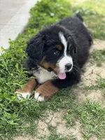 Beau, a male Bernese Mountain Dog for sale in Liberty Center, IN – 2 of 10