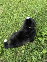 Clyde, a male Bernese Mountain Dog for sale in Liberty Center, IN – 6 of 10